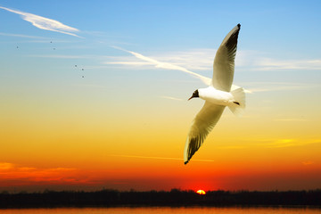 Seagull © wajan