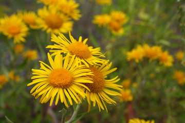 Wild growing yellow flowers