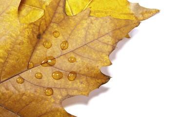 Hojas oto&ntilde;ales