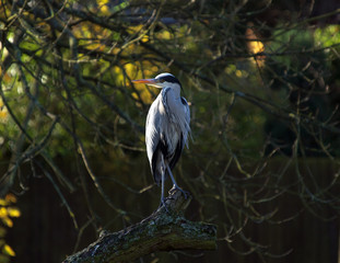 Heron
