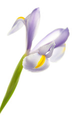 Iris isolated on white