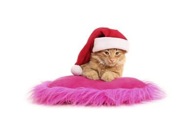 christmas cat relax on pillow