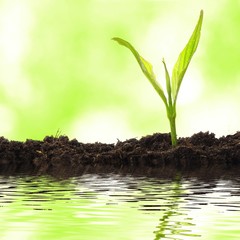 small plant