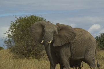 Fototapeta na wymiar Angry elephant in Tanzania
