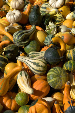 Coloquintes, Curcubitac&eacute;es