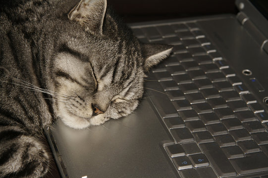 Cat Sleeping On Keyboard