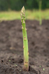 Grüner Spargel