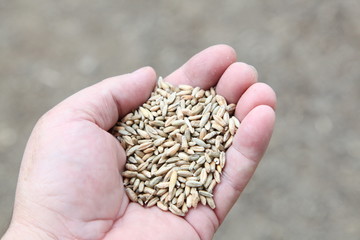 eine Hand voll Getreide