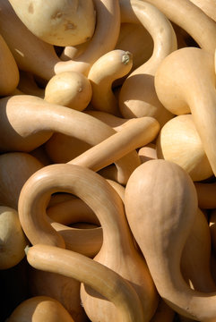 Courges tromboncino