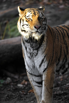 Tiger im Licht