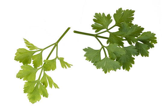 parsley