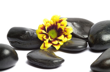 Lavasteine mit gelber Blume II