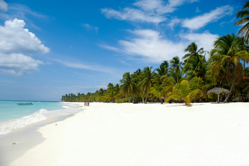 Tropical beach with palm and white sand
