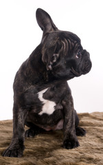 Chiot Bouldogue français