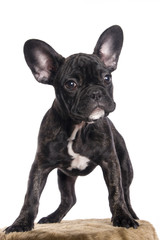 Fototapeta premium Chiot bouledogue français