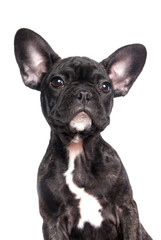 portrait d'un chiot bouledogue français noir
