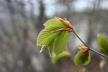 spring leaf-bud