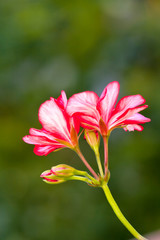 Geranium flower
