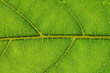 Leaf background