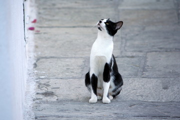 gatto accovacciato guarda in alto