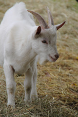 Kleiner weißer Ziegenbock im Heu - Hochformat