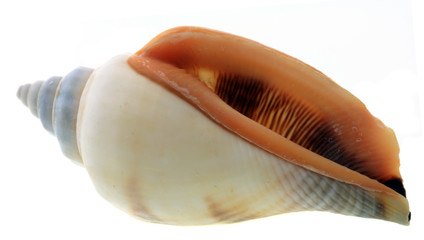 conch shell