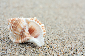 Conch Shell