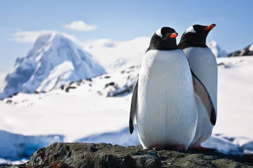 Fototapete Rund Zwei Pinguine © Goinyk