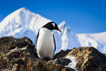Fototapeta premium penguin on the rocks