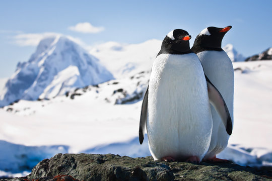 Two penguins