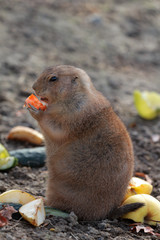 Black-tailed Prairie Dog
