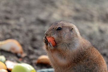 Black-tailed Prairie Dog