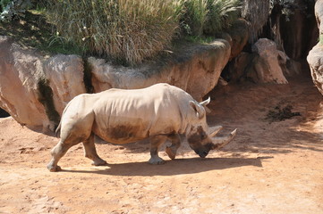 Rinoceronte en el Biopark de Valencia. España.