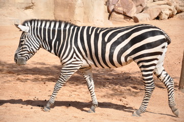 Fototapeta na wymiar Zebra w Biopark Walencji. Hiszpania.