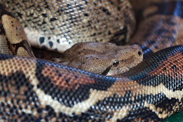 Snake