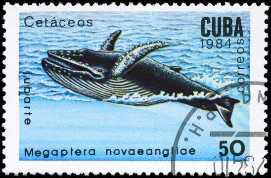 CUBA - CIRCA 1984 Humpback Whale