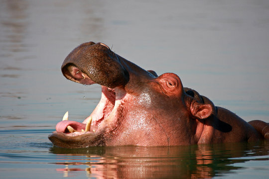 nilpferd im wasser - kr&uuml;gerpark s&uuml;dafrika