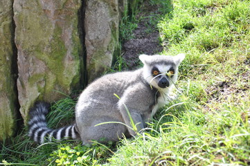 Lemur en el Biopark de Valencia. España.