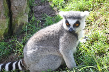 Lemur en el Biopark de Valencia. España.