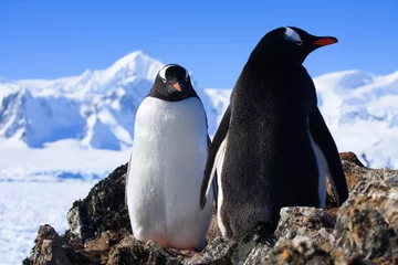 Rolgordijnen Two penguins © Goinyk