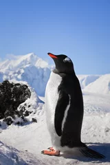 Foto op Plexiglas .pinguïn op de rotsen © Goinyk