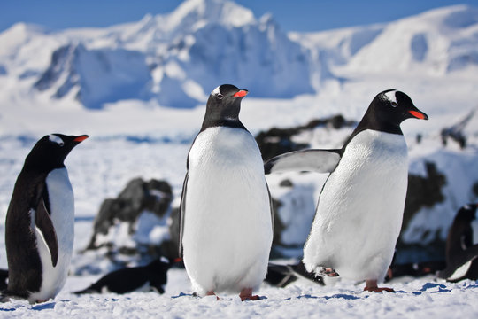 Three penguins