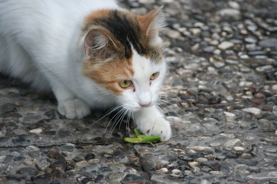 gatto cattura cavalletta