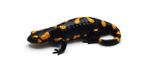 salamander