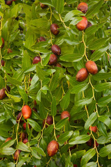 jujube tree