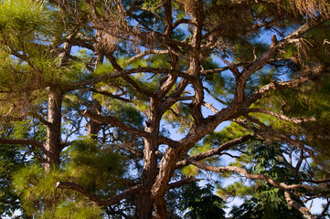 old pine trees with twisted limbs