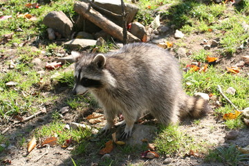 raton laveur adulte