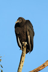 Black Vulture