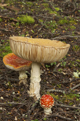 Orange Fungus in a Dense Forest
