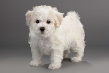 Bichon Frise puppies